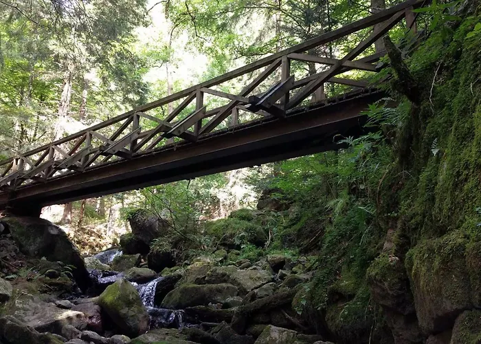 Esche * Hinterzarten